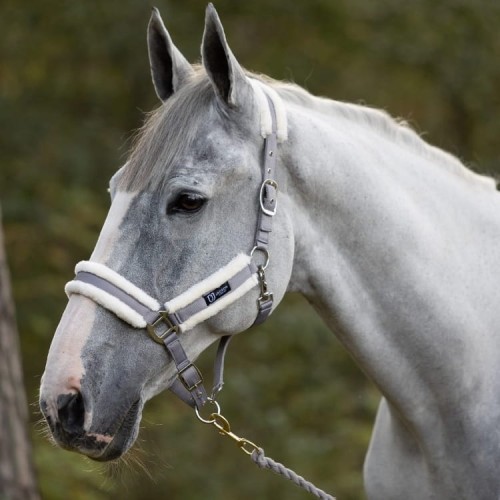 JACKSON LYSEKIL HALTER.jpg